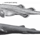 Imagen para el artículo titulado Identifican una nueva especie de tiburón diminuto capaz de brillar en la oscuridad